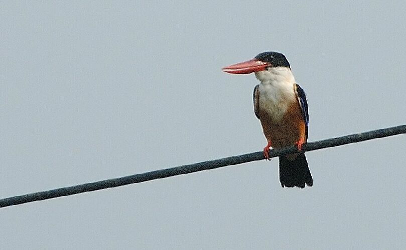 ヤマショウビン（Black-capped Kingfisher：山翡翠）