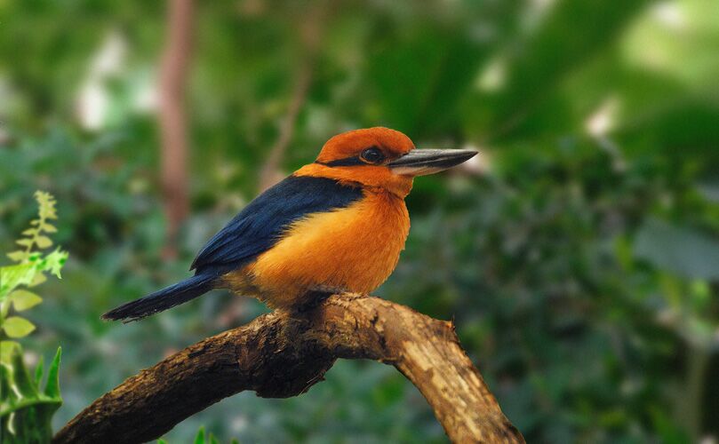 ズアカショウビン Micronesian Kingfisher
