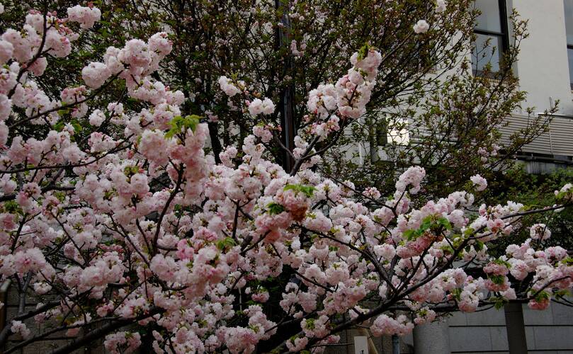 造幣局「桜の通り抜け」-top